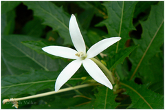 Laurentia longiflora